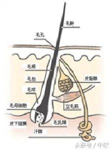 ​告诉你几个有效脱毛方法（在家也能用的脱毛方法）