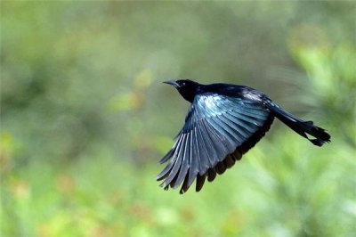 ​天空中雅致的“飞大师”：发冠卷尾（擅长鸣喊的鸟类）