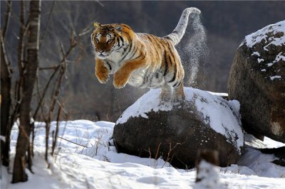 ​中国最大的食肉动物：东北虎（素性十分猛烈恐惧）