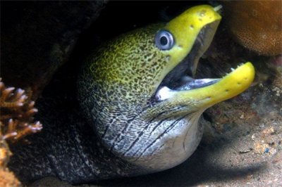 ​涟漪裸胸鳝：一种分散在印度洋红海地域的生物（含毒性）