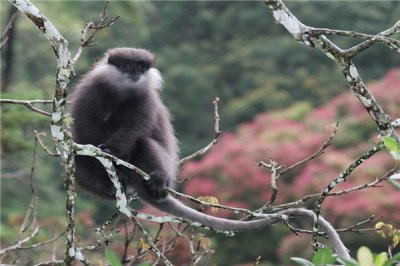 ​何氏叶猴：一种长相特殊的生物（丛林里的本始住户）