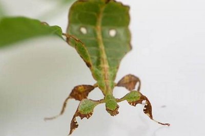 ​叶子虫是怎样进化的?虫豸界的拟态巨匠_每只都没有一般