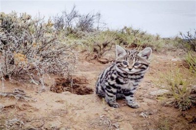 ​乌脚猫是什么动物？一种生计在非洲南部地域的生物