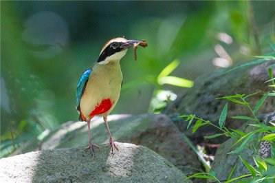 ​马来八色鸫：一种体型比拟圆肥的生物（大地上运动）