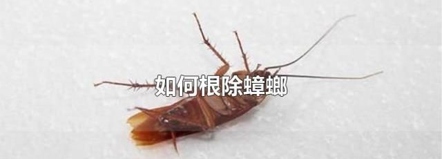 家里有蟑螂怎么能彻底消灭?