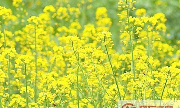 油菜花在什么季节开放