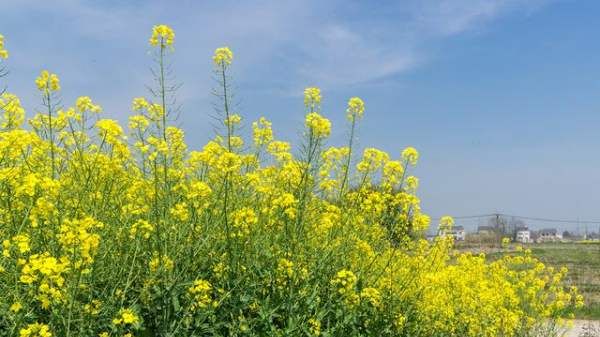 油菜花什么季节开 ,青海油菜花什么时候开花图4