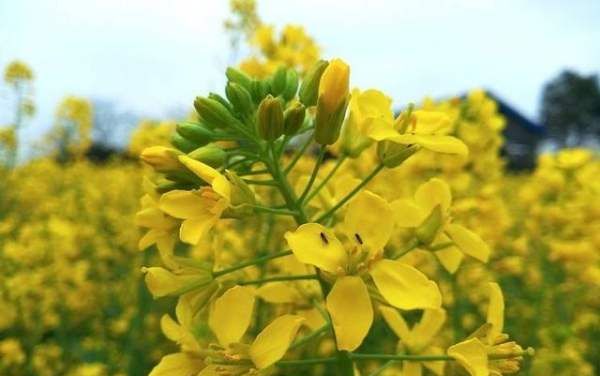 油菜花什么季节开 ,青海油菜花什么时候开花图3