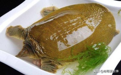 ​甲鱼的最佳做法（甲鱼的做法大全）