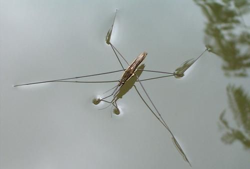 水马是啥东西，四足水中生物，象蚊虫，在水面上跑，是啥？图6