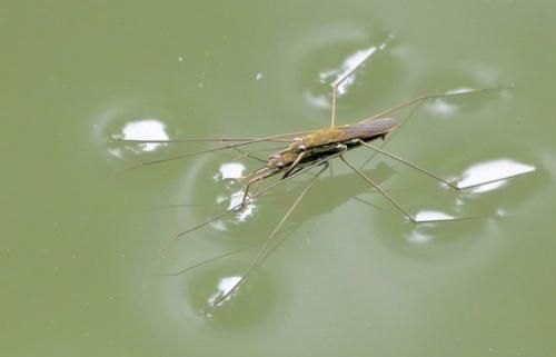 水马是啥东西，四足水中生物，象蚊虫，在水面上跑，是啥？图13