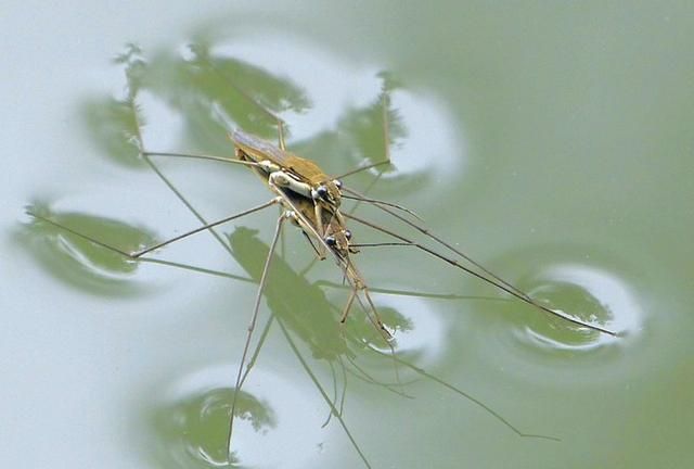 水马是啥东西，四足水中生物，象蚊虫，在水面上跑，是啥？图7