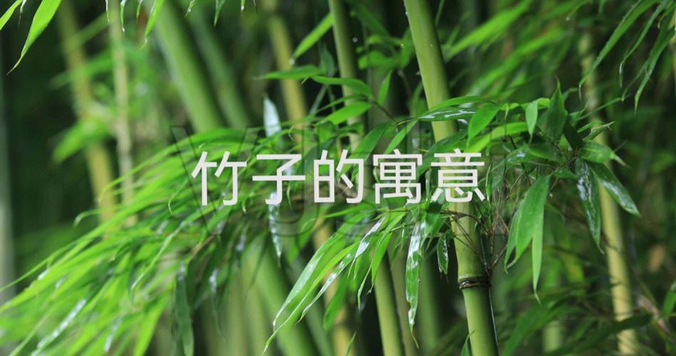 竹子寓意（竹子寓意有哪些）