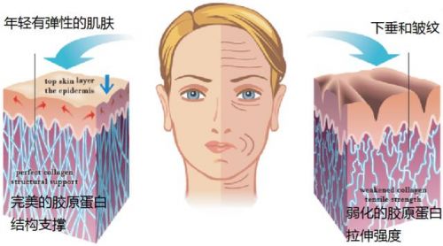 道尔顿是什么单位名称？500道尔顿和1000哪个好-第1张图片-