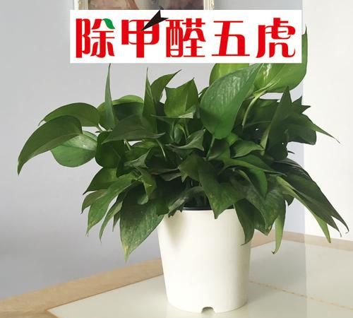 除甲醛植物前十名花名