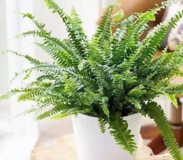 除甲醛植物十大排名,除甲醛的绿植有哪些图7