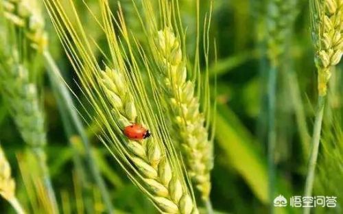 麦子什么时候成熟季节？河南麦子什么时候成熟-第1张图片-