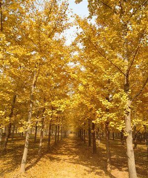 银杏树的科属、学名别名、原产地、形态、特性