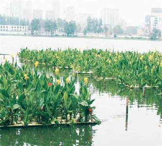 ​水生植物种类，陆地上生长的植物叫什么，水中生长的植物叫什么？