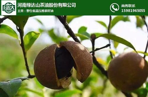 茶籽油是什么特性