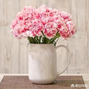 ​父亲节送爸爸什么花?(父亲节送爸爸什么花好)