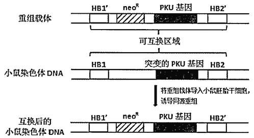 pku是什么遗传病症状(pku是什么意思)-第1张图片-