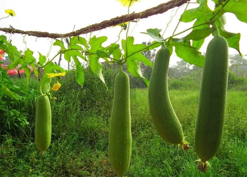 水瓜和丝瓜一样吗(水瓜和丝瓜的区别)