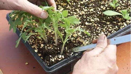 浇花用食醋还是白醋(浇花用食醋需要加水吗)