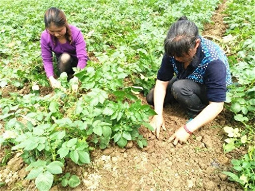 马铃薯种植时间和方法(马铃薯一般亩产多少斤)