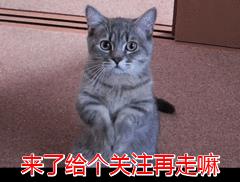 母猫总是把小猫叼给主人（母猫总把小猫到处叼）