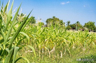 ​作物出现肥害药害时，该怎么办？两种方法修复伤害有效