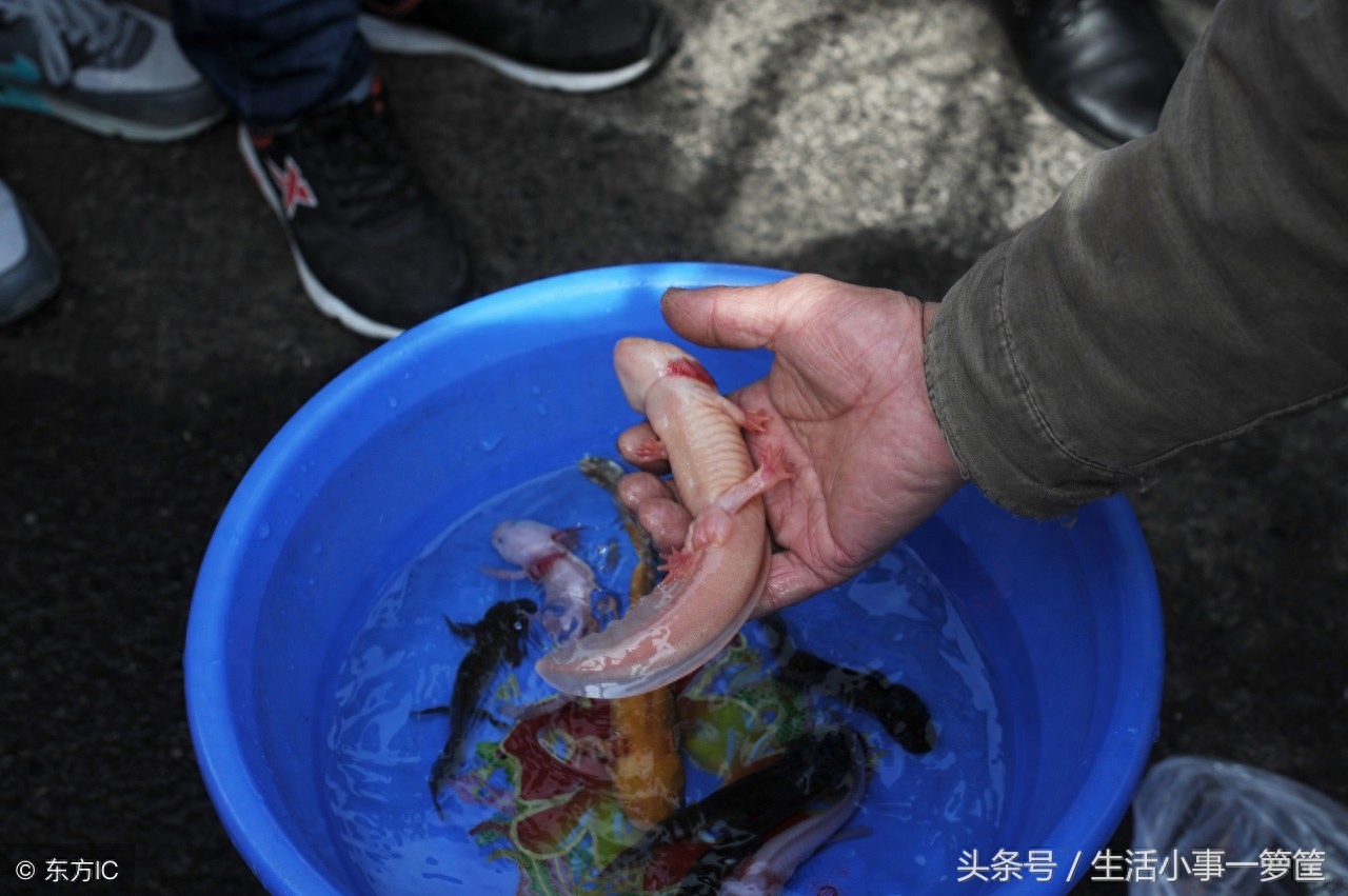 神奇的远古种生物金色六角龙鱼，长四条腿和龙角，人们当宠物来养