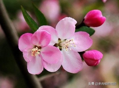 ​海棠花怎么养？这样养护，花开不断