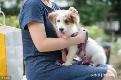 ​狂犬疫苗什么时候打有效（关于狂犬疫苗的有效接种时间，看这3点或能给你一个