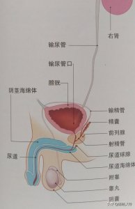 ​女性外殖生器 泌尿、生殖器官的区别