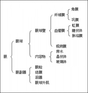 ​眼睛的结构 小小的眼睛结构竟如此复杂！