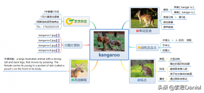 ​袋鼠的英文怎么读——kangaroo 袋鼠