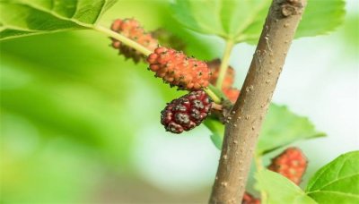 ​桑黄的药用价值和功效 桑黄多少钱一斤市场价