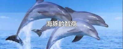 ​海豚的智商相当于人几岁 海豚的智商有多高