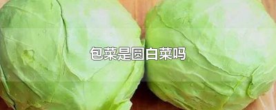 ​包心菜是圆白菜吗图片 包心菜是圆白菜吗怎么做