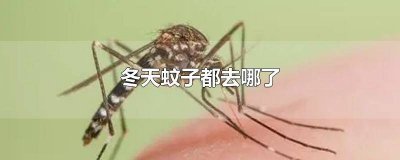 ​冬天蚊子都去哪里了 冬天到了蚊子都去哪了