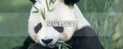 ​熊猫的性格有哪些? 熊猫的性格是什么