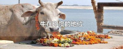 ​牛为什么在印度地位那么高 牛在印度的意义