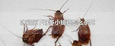 ​冰箱后面的蟑螂怎么灭绝 冰箱里面的蟑螂怎样去除