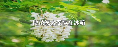 ​新鲜的洋槐花怎么储存冰箱 新鲜的洋槐花可以放冰箱吗