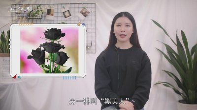 ​白玫瑰花语 黑骑士玫瑰花语