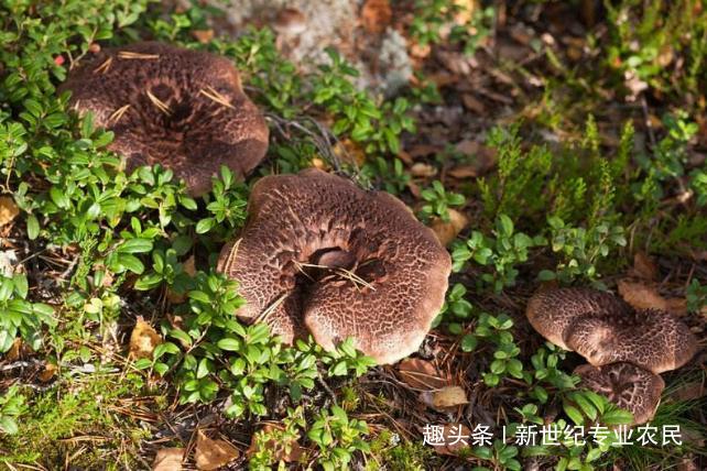 农村这种野生菌采摘困难