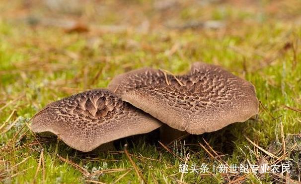 农村这种野生菌采摘困难