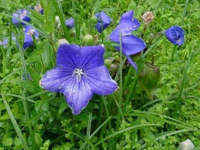 农村山上这种植物，不开花时毫不起眼，开花时惊艳夺目，其价值高