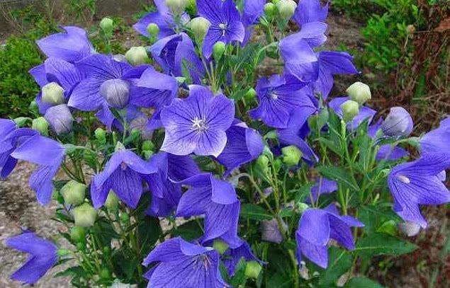 农村山上这种植物，不开花时毫不起眼，开花时惊艳夺目，其价值高